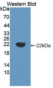 Polyclonal Antibody to Interleukin 18 (IL18)