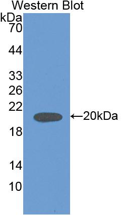 Polyclonal Antibody to Interleukin 18 (IL18)