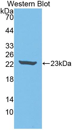 Polyclonal Antibody to Interleukin 18 (IL18)