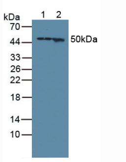 Polyclonal Antibody to Glial Fibrillary Acidic Protein (GFAP)