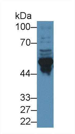 Polyclonal Antibody to Glial Fibrillary Acidic Protein (GFAP)