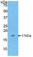 Polyclonal Antibody to Interleukin 1 Alpha (IL1a)