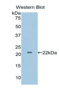 Polyclonal Antibody to Interleukin 1 Alpha (IL1a)