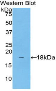 Polyclonal Antibody to Interleukin 1 Alpha (IL1a)