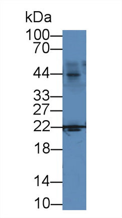 Polyclonal Antibody to Interleukin 1 Alpha (IL1a)