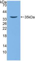 Polyclonal Antibody to Defensin Beta 2 (DEFb2)