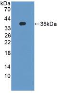 Polyclonal Antibody to Defensin Beta 2 (DEFb2)