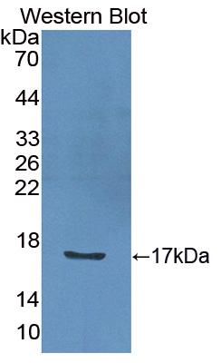 Polyclonal Antibody to Interleukin 2 (IL2)