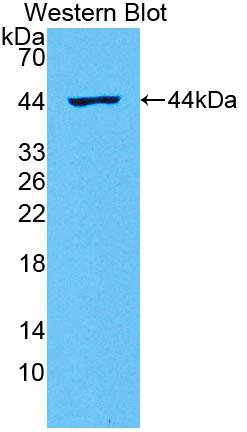 Polyclonal Antibody to Interleukin 2 (IL2)