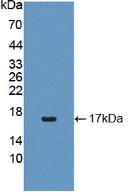 Polyclonal Antibody to Interleukin 4 (IL4)