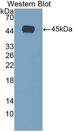 Polyclonal Antibody to Interleukin 4 (IL4)