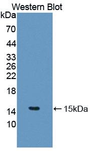 Polyclonal Antibody to Interleukin 5 (IL5)