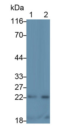 Polyclonal Antibody to Interleukin 6 (IL6)