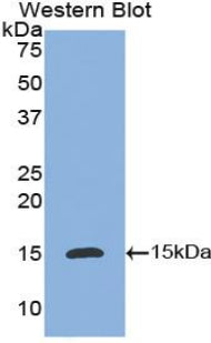 Polyclonal Antibody to Interleukin 8 (IL8)