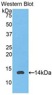 Polyclonal Antibody to Interleukin 8 (IL8)