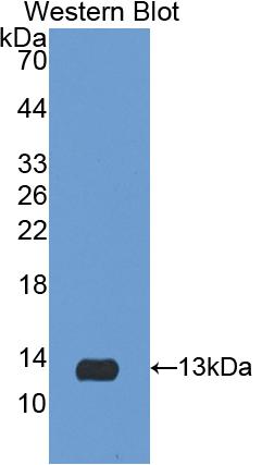 Polyclonal Antibody to Interleukin 8 (IL8)