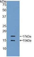 Polyclonal Antibody to Monocyte Chemotactic Protein 1 (MCP1)