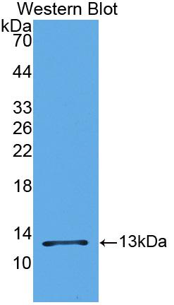 Polyclonal Antibody to Monocyte Chemotactic Protein 1 (MCP1)