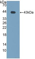 Polyclonal Antibody to Monocyte Chemotactic Protein 2 (MCP2)