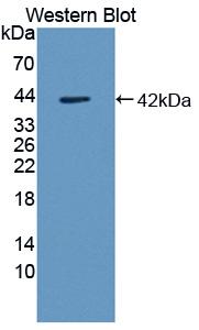 Polyclonal Antibody to Monocyte Chemotactic Protein 2 (MCP2)