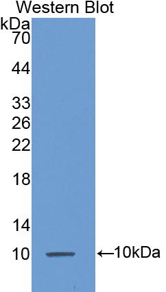 Polyclonal Antibody to Monocyte Chemotactic Protein 3 (MCP3)