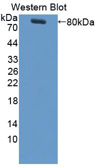 Polyclonal Antibody to Colony Stimulating Factor 1, Macrophage (MCSF)