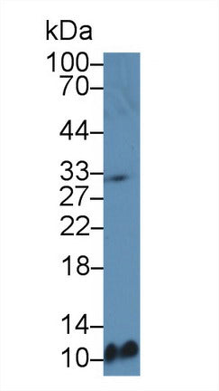 Polyclonal Antibody to Macrophage Derived Chemokine (MDC)