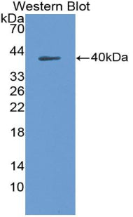 Polyclonal Antibody to Macrophage Derived Chemokine (MDC)