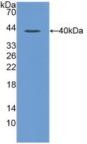 Polyclonal Antibody to Macrophage Inflammatory Protein 1 Alpha (MIP1a)