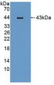 Polyclonal Antibody to Macrophage Inflammatory Protein 3 Beta (MIP3b)