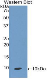 Polyclonal Antibody to Macrophage Inflammatory Protein 3 Beta (MIP3b)