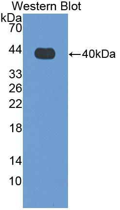 Polyclonal Antibody to Matrix Metalloproteinase 10 (MMP10)