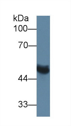 Polyclonal Antibody to Matrix Metalloproteinase 13 (MMP13)