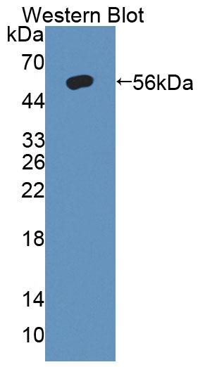 Polyclonal Antibody to Matrix Metalloproteinase 3 (MMP3)