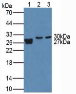 Polyclonal Antibody to Matrix Metalloproteinase 7 (MMP7)