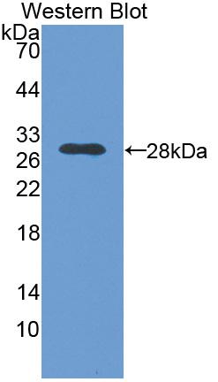 Polyclonal Antibody to Nerve Growth Factor (NGF)