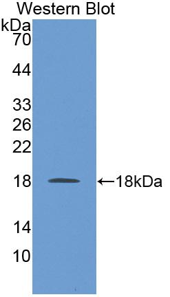 Polyclonal Antibody to Neurotrophin 4 (NT4)