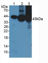 Polyclonal Antibody to Creatine Kinase, Muscle (CKM)