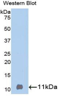 Polyclonal Antibody to Betacellulin (bTC)