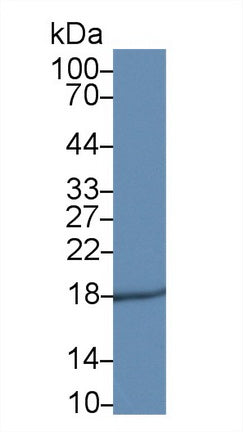 Polyclonal Antibody to Betacellulin (bTC)