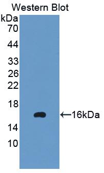 Polyclonal Antibody to Prokineticin 2 (PK2)