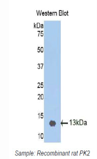 Polyclonal Antibody to Prokineticin 2 (PK2)