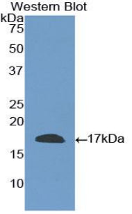 Polyclonal Antibody to Cluster Of Differentiation 40 Ligand (CD40L)