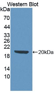 Polyclonal Antibody to Stem Cell Factor (SCF)