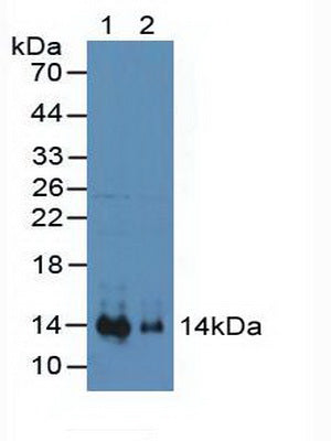 Polyclonal Antibody to Stromal Cell Derived Factor 1 (SDF1)