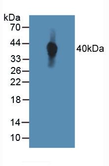 Polyclonal Antibody to Tyrosine Kinase With Immunoglobulin Like And EGF Like Domains Protein 1 (Tie1)