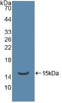 Polyclonal Antibody to TEK Tyrosine Kinase, Endothelial (Tie2)