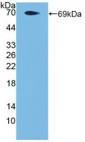 Polyclonal Antibody to Protease Activated Receptor 4 (PAR4)