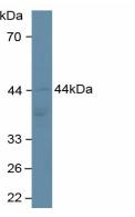 Polyclonal Antibody to Adiponectin Receptor 2 (ADIPOR2)