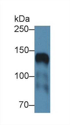 Polyclonal Antibody to Intercellular Adhesion Molecule 5 (ICAM5)